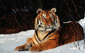 Bakgrunnsbilde av sittende tiger på snødekt mark