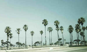 Tumblr California skrivebord — Tumblr estetikk Bakgrunner