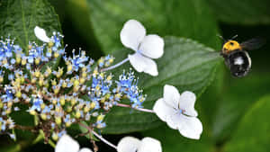 Majestetisk tåkete skog — 1280x720 Bakgrunner