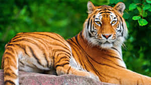 Majestetisk tiger i sitt naturlige habitat — Tiger Bakgrunner