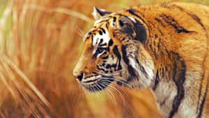 Majestetisk tiger i sitt naturlige habitat — Tiger Bakgrunner