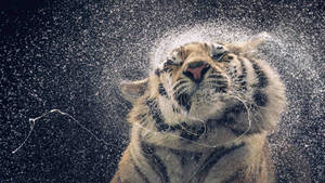 Stor tiger som rister av seg vann 4k-bakgrunn.
