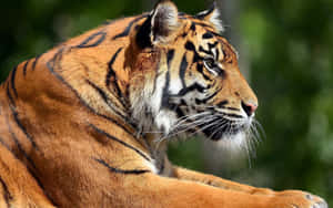 Majestetisk tiger som streifer gjennom villmarken — Tiger Bakgrunner