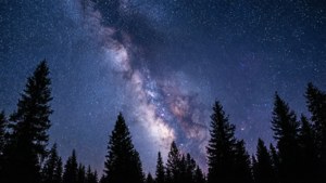 En stjerneklar nattehimmel med Melkeveien over silhuetten av furuskog. — Himmelutsikt Bakgrunner