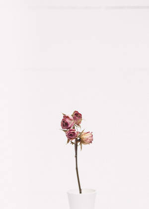 Minimalistisk rosa roser-tapet — Oppo Pad 6 Bakgrunner