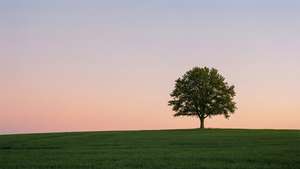 Minimalistisk scene av et tre på en høyde ved solnedgang.