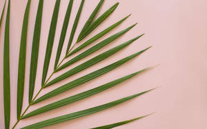 Bakgrunnsbilde med minimalistisk sommerestetikk og palmeblad — Sommerestetikk Bakgrunner