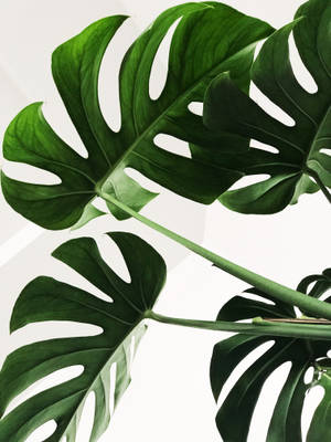 Minimalistisk Monstera-blad bakgrunnsbilde