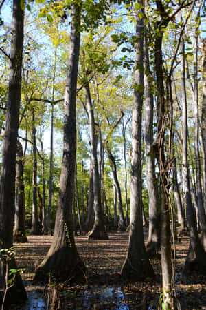 Mississippi-skogen — Skogutsikt Bakgrunner