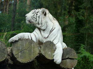 Majestetisk bakgrunnsbilde av hvit tiger som sitter på tømmerstokker.
