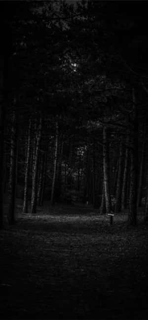 Mørk 4K, mørk skog-estetikk, mørk abstrakt, mørk skog