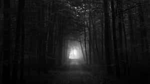 Mørk skog bakgrunn — Skog Bakgrunner