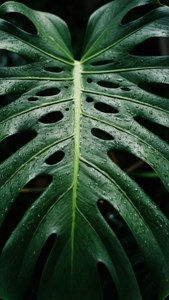 Et makrobilde av et monstera-blad med glitrende regndråper, som utstråler friskhet. — Grønn estetisk GIF Bakgrunner