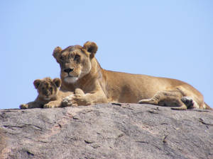 Løvinne og unge som sitter og slapper av på en stor stein under solen i Safari, Afrika.
