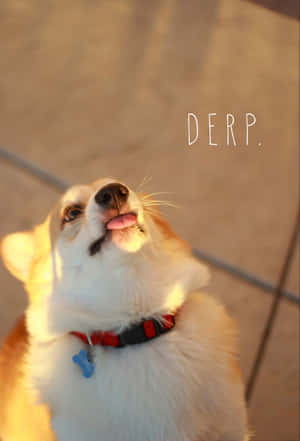 Morsomme corgi-bilder