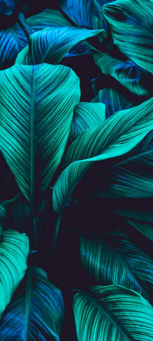 Multicolor Green Leaf — Pixel 9 Bakgrunner