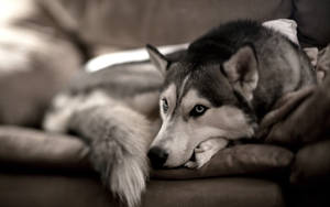 Hundebakgrunn av sibirsk husky som sitter på grå sofa
