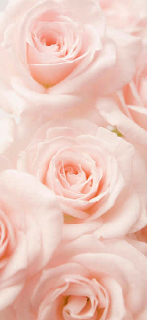 Pastellrosa bakgrunn — iPhone Air Bakgrunner
