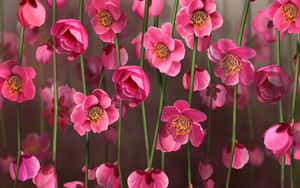 Rosa blomsterbakgrunn
