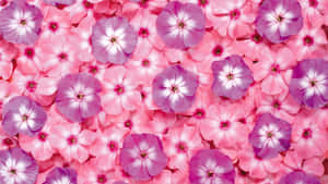Rosa blomsterbakgrunn