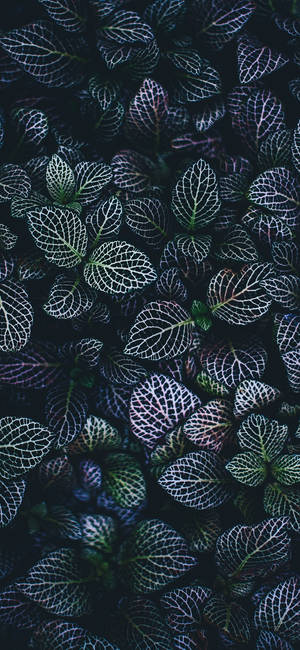 Plante Iphone — iPhone 14 Plus Bakgrunner