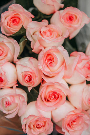 Nærbilde av rosa rose-estetikk