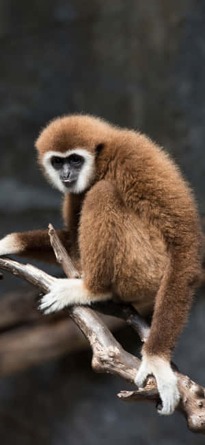 Iphone Xs Max Gibbon Bakgrunn — iPhone 14 Pro Bakgrunner