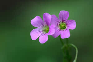 Vakre blomsterbilder