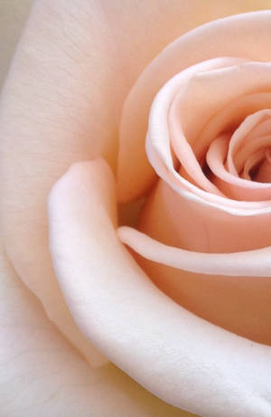 Naturens tiltrekningskraft – en slående levende rød rose — Honor MagicPad4 Bakgrunner