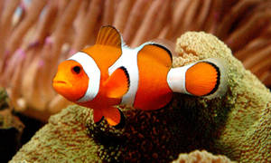 Nemo kul fisk på korallrev bakgrunnsbilde