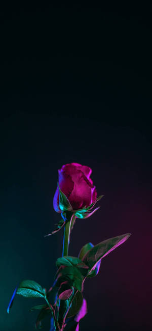 Note 10 Plus Rød Rose bakgrunn — iPhone 14 Pro Max Bakgrunner