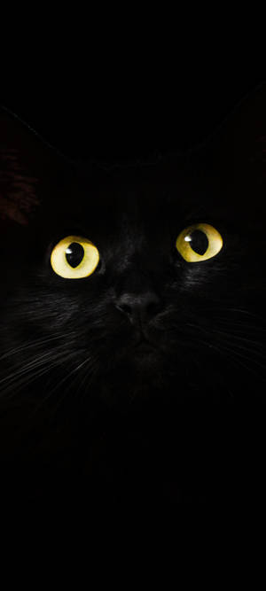 Note 10 Plus Svart Katt bakgrunnsbilde — iPhone 12 Pro Max Bakgrunner