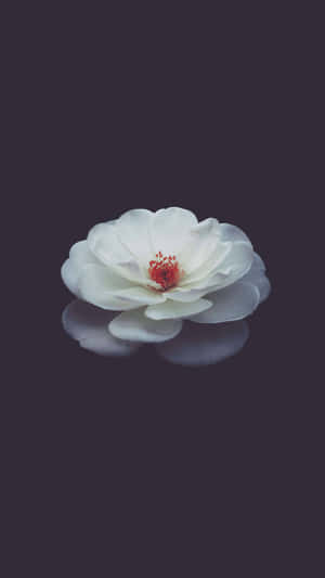 Nydelig blomstermobilbakgrunn