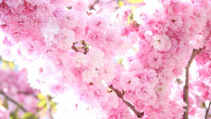 Nydelige rosa vårblomster bakgrunnsbilde
