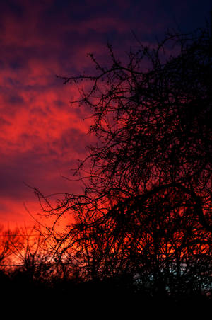 Rød oransje solnedgang bak tynne svarte greiner på et tre.