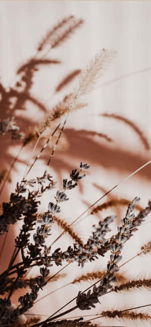 Beige estetiske bilder — Beige estetikk GIF Bakgrunner