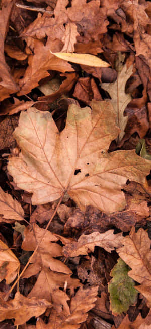 Høstbilder — Høst Bakgrunner