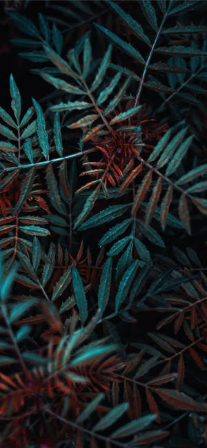 Plante-iPhone — Galaxy A08 Bakgrunner