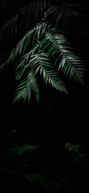 Plante Iphone — iPhone 14 Pro Bakgrunner