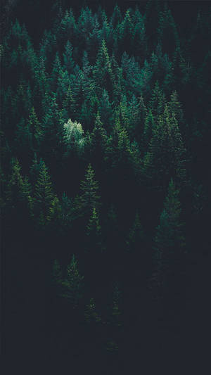 736x1308 Bring skogen til deg med 9 gratis iPhone X-bakgrunner. Preppy — iPhone X Bakgrunner