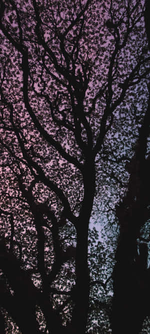 1080x2400 — Oppo A6t Bakgrunner