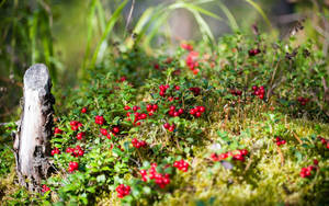 Grønt gress med røde blomster eller frukter og en gammel tømmerstokk.