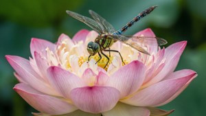 Makro av en lotus med en øyenstikker, grønn bakgrunn. — Lotusblomst Bakgrunner