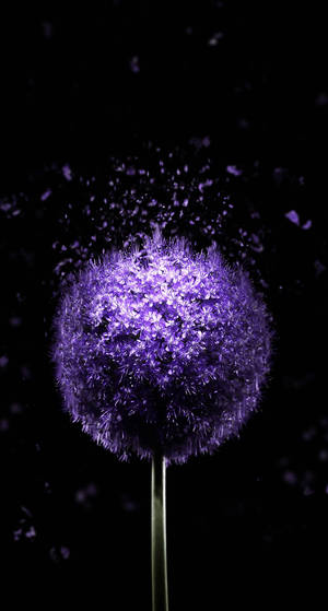 Oled Purple Dandelion bakgrunnsbilde — OLED Bakgrunner