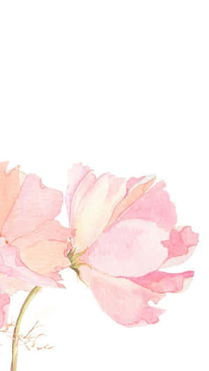Rosa blomster