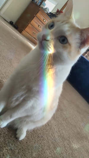Estetiske kattebilder — Estetisk katt Bakgrunner