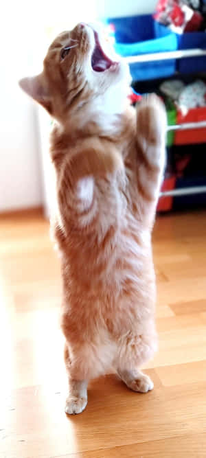 Oppreist dansende katt.jpg