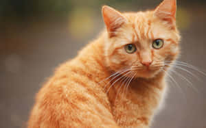 Kattebilder — Katt Bakgrunner
