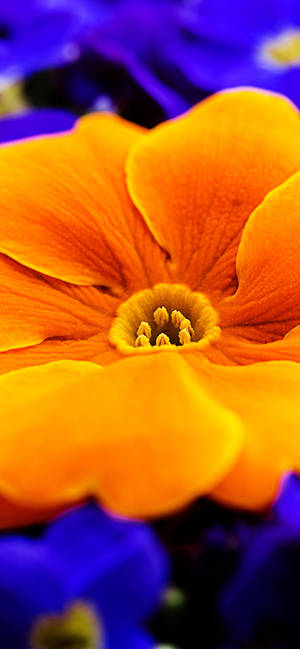 Oransje Primula Blomst bakgrunnsbilde — iPhone 17 Bakgrunner