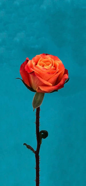 Oransje Rose Blomst Apple — iPhone 16 Pro Max Bakgrunner